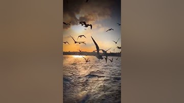 من روائع التلاوات - الشيخ/ نواف بن ناجي الشلوي - ماتيسر من سورة فصلت