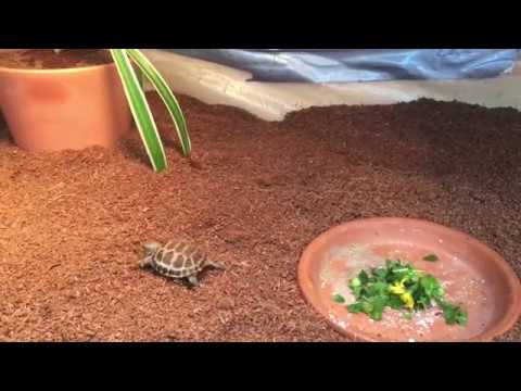 Russian Tortoise UPDATE!! 2 Month update