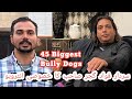 Biggest bully dog kennel in pakistan  45 champions bully dog  interview of sardar fawad ali gujjar