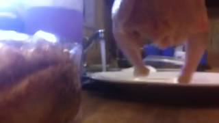 Chicken Twerking Live