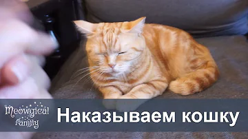 Как правильно игнорировать кота