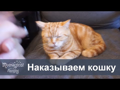 Видео: Как обуздать 6 раздражающих поведений кошек