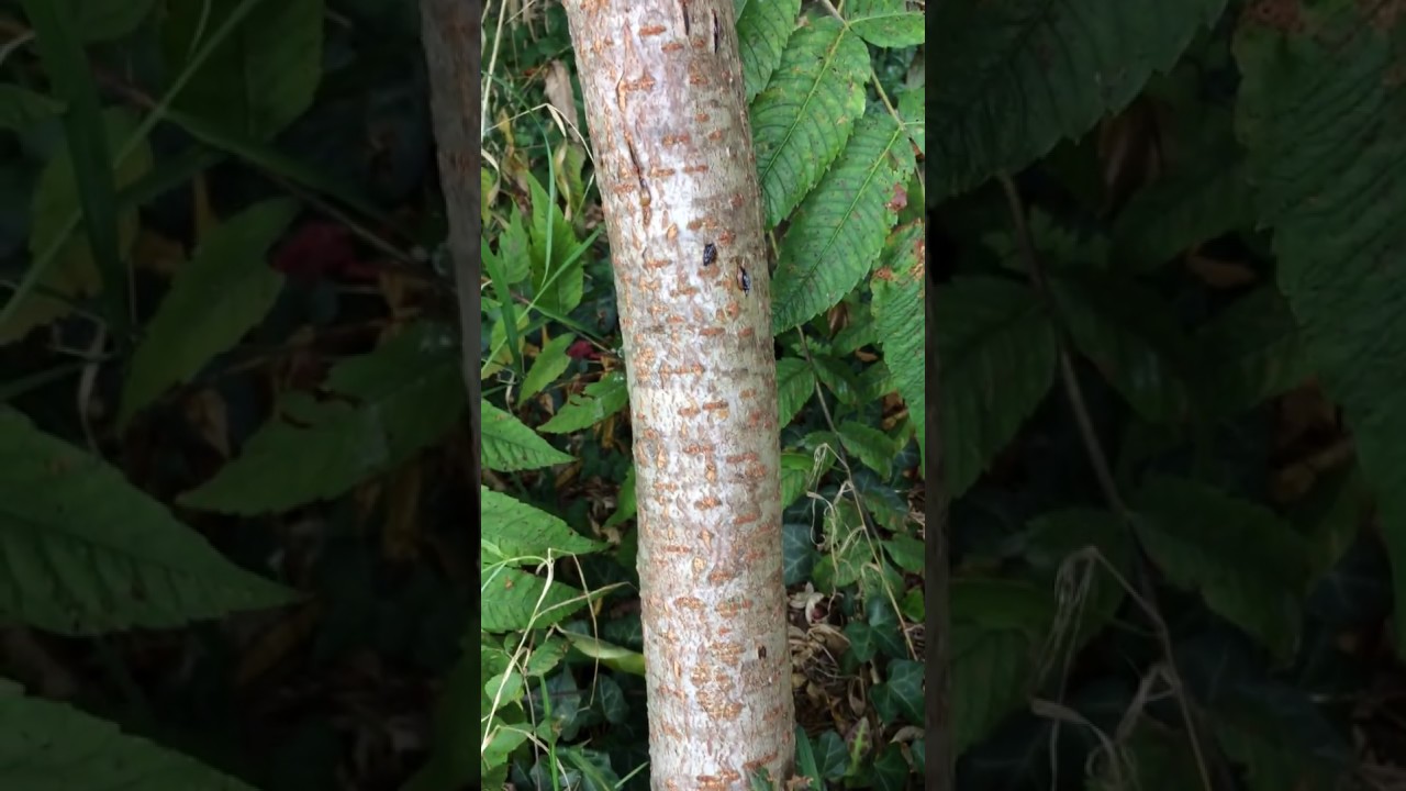 Stag's horn sumach (Rhus typhina) - trunk - October 2017