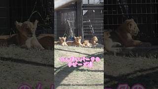 のんほいパークのチビーズ達【絶好調】 #のんほいパーク #シルク #三つ子 #ライオン #アース #旭山動物園 #桐生が岡動物園 #安佐動物園 #茶臼山動物園  #lion #元気