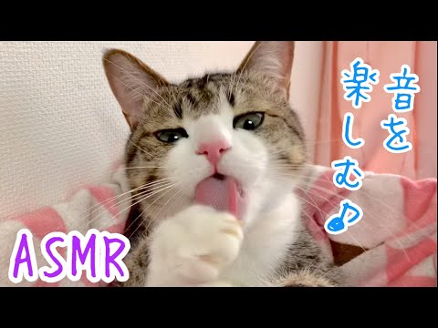 【ASMR】猫の「ザリザリ音」って心地良い！？ vol.272