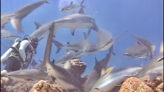 Shark Hits Me during Feeding Frenzy! Close Call! by AmaNature Video 2,001 views 3 years ago 1 minute