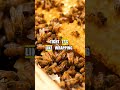 Honey Never Spoils?! The Sweetest Secret! #FoodScience #HoneyFacts