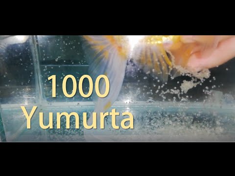 Japon Balığı Yavrulama ve Sağma ,1000 Yumurta - BÖLÜM 1