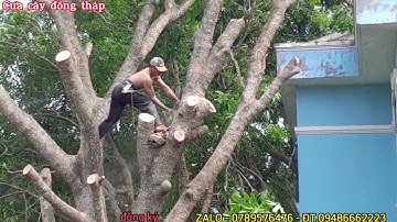Cắt tỉa cây Xà Cừ siêu khổng lồ ở khu công nghiệp Sa Đéc @cuacaydongthap