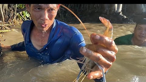 Mò Tôm Càng Xanh Và Soi Ốc Bươu Về Nấu Lẩu Tiêu Xanh Nước Dừa Lai Rai Ngày Mưa | Cù Lao Dung Vlogs