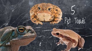 5 Toads That Make Great Pets!