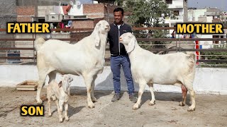 Giant Size Sojat Family Biggest Breeder & Big Female At Amjad Goat's Jaipur