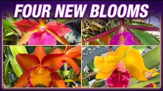 Four New Blooms!