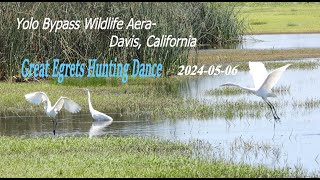 Great Egrets  Hunting Show at Yolo Bypass Wildlife Area ( 20240506)