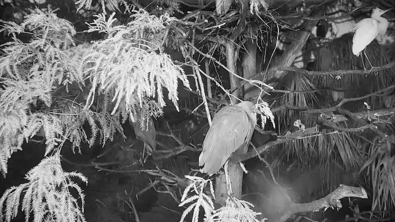 video phone beyonce mp3 Alligator Swamp and Spoonbills Cam 09-02-2018 16:45:39 - 17:45:40