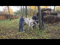 Как положить корову за минуту