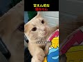 甘えん坊な猫ちゃんたちが可愛すぎた
