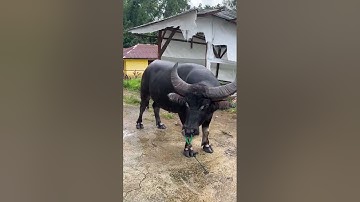 trâu cà cổ cong đến điểm hẹn an toàn #contrauduc #trâu #shorts