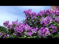 人生を時の流れに (RA)  ♫オリジナル歌手:大川栄策  ♪カバ-アメキリ歌詞付き