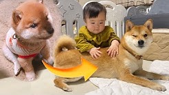 柴犬りんご郎 Shiba Inu Ringoro 柴犬りんご郎 Shiba Inu Ringoro
