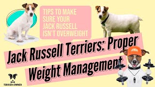 Jack Russell Terriers: Proper Weight Management Tips to Make Sure Your Jack Russell Isn't Overweight by Terrier Owner 3,765 views 1 year ago 8 minutes, 46 seconds