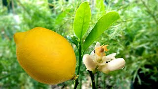 Growing Lemon in the Philippines from Cuttings