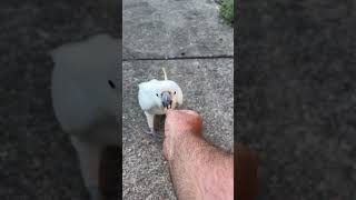 Friendly wild Sulphur crested cockatoo