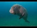 Projet de conservation des dugongs et des herbiers marins