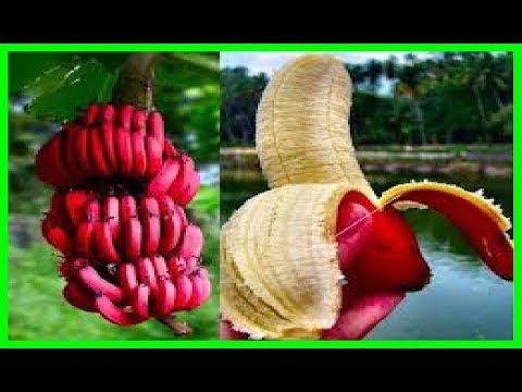 Vídeo: 9 Beneficios Del Plátano Rojo Y En Qué Se Diferencian Del Amarillo