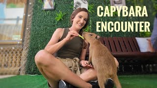 Capybaras in the Everglades! 🐊 Capybara Encounter at Everglades Alligator Farm