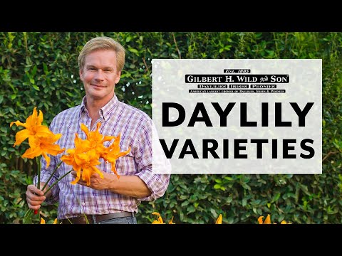 Video: Medicinsk Formål Med Daylily