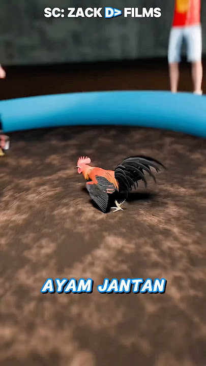 Unusual cockfight😱