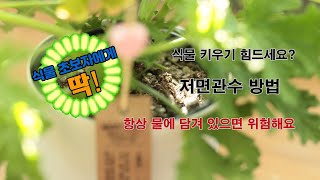 저면관수 방법