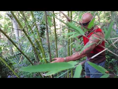 Video: Zone 5 bambusvarianter - Lær om dyrkning af bambus i zone 5