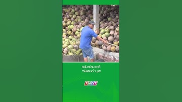 Giá dừa khô tăng kỷ lục #nongnghiepmientay