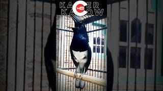 Kacer Gacorisian Lovebird Ngekek kacergacorkacerbongkarisian pancingankacer shortskacermania