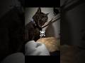 # when people check cat's loyalty ☠️ #trollface #trolledit