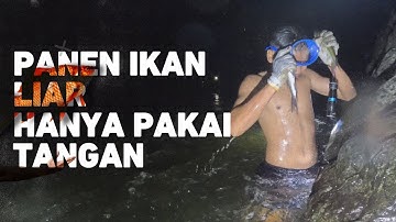 Panen Ikan Liar Pakai Tangan | PANEN BESARR!!!