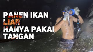 Harvesting Wild Fish Using Your Hands | BIG HARVEST!!!