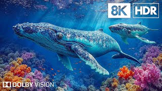 Dive Into Beautiful Coral Fish In 8k Hdr  Dolby Vision