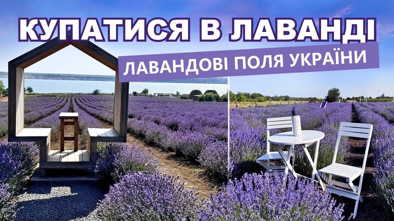 Де побачити море квітів? Найкращі лавандові плантації півдня України
