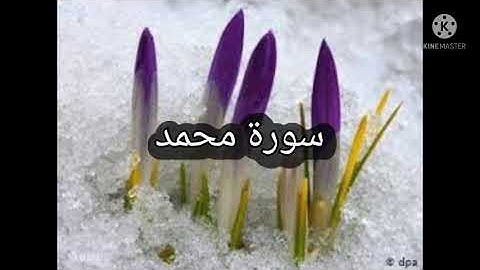 ما هي السورة التي يطلق عليها عروس القرآن ؟ معلومات دينية جديدة في دقيقة
