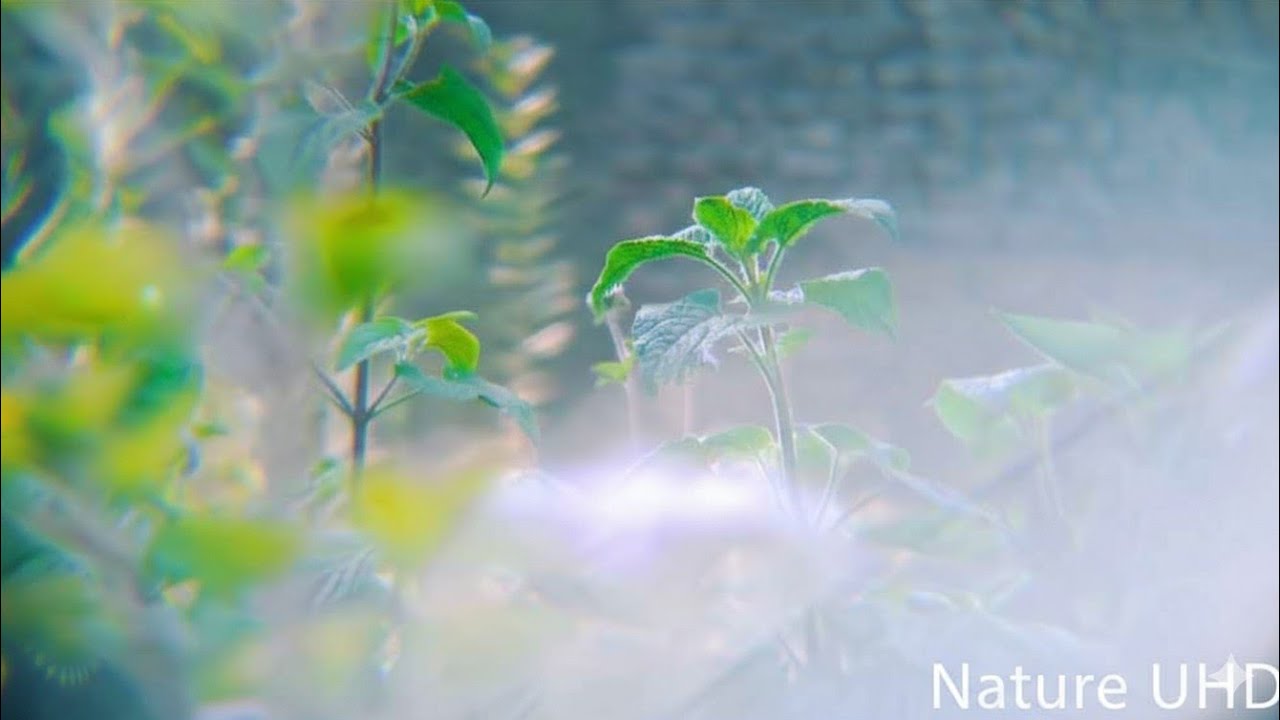 Exploring the Wild: Nature Videography 2026 