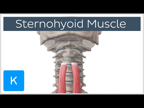 Видео: Sternohyoid Muscle Function, анатомия и диаграмма - Карты тела