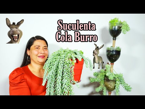 Video: Planta de interior cola de burro: cultivo y cuidado de un cactus cola de burro