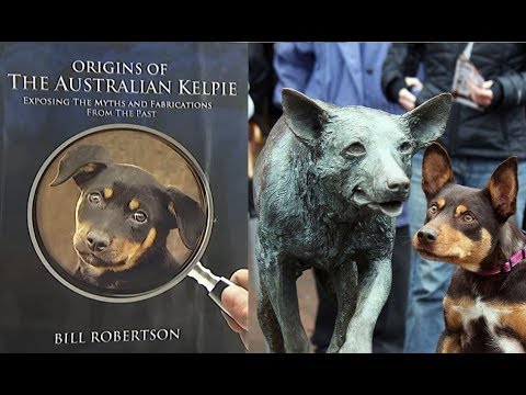 Video: Austrālijas Kelpie, Dingo un citas vietējās suņu šķirnes