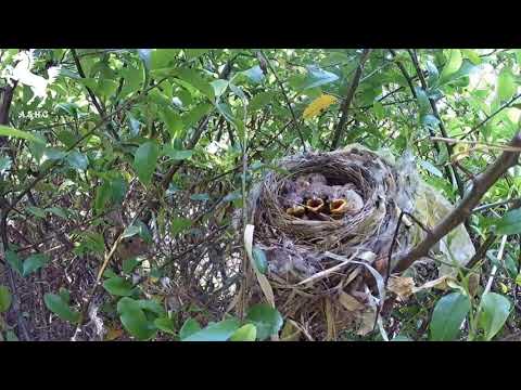 سبحت لله فى العش الطيور نصر الدين طوبار