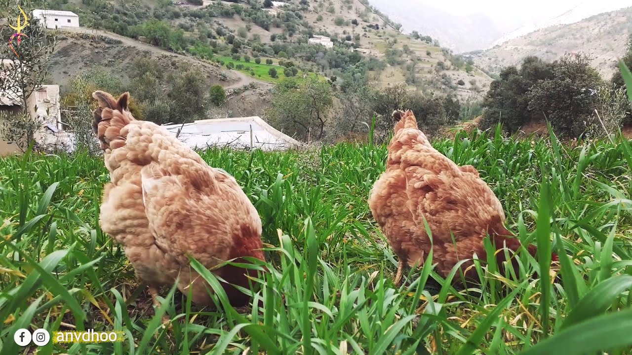 الطبيعة الخلابة و المساكن التقليدية في جبال الريف