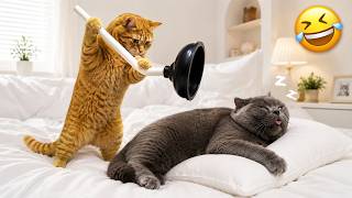 The Funniest Cats That'll Make You Laugh So Hard 😹 Best Cat Moments 2026
