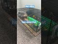 #lifeisbutadream ####haveitoldyoulatelythatiloveyou the pet is……. make sure to like and comment 